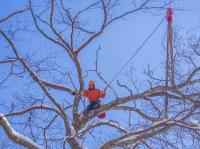 Suburban Tree Service image 2