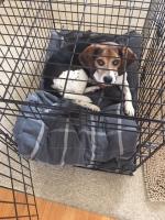 Beagle Rescue, Education, and Welfare (BREW), Inc. image 6