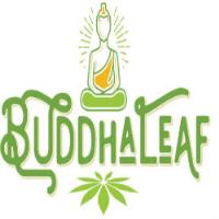 Buddha Leaf - Lincoln image 1