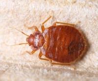 Bed Bug Exterminator 911 image 3