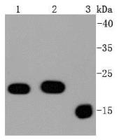 anti bax antibody image 1