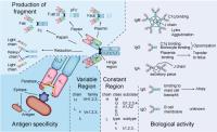 antibody structure image 1