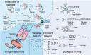 antibody structure logo