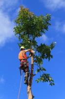 Tree Service Jacksonville NC image 4