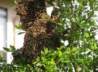 Bat Bee and Hornet Removal Services image 3