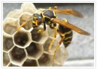 Bat Bee and Hornet Removal Services image 5