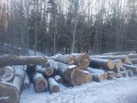 Select Forestry Services image 26