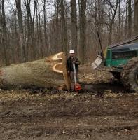Select Forestry Services image 30