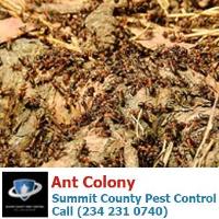 Summit County Pest Control image 1