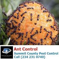 Summit County Pest Control image 2