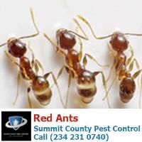 Summit County Pest Control image 3