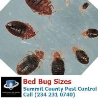 Summit County Pest Control image 8