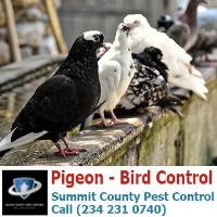 Summit County Pest Control image 9