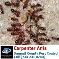 Summit County Pest Control image 11
