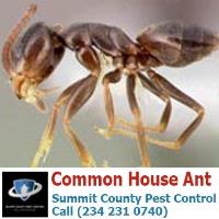 Summit County Pest Control image 15