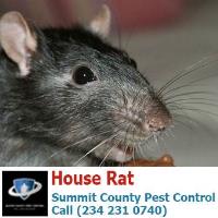 Summit County Pest Control image 16