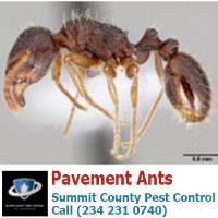 Summit County Pest Control image 18