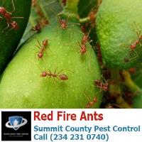 Summit County Pest Control image 20