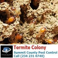 Summit County Pest Control image 23