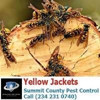 Summit County Pest Control image 26