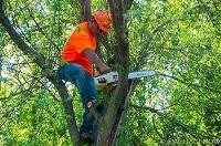Roanoke Tree Trimming image 1