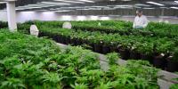 Weed-Crew - High Quality Marijuana To Buy USA image 5