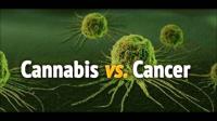 Weed-Crew - High Quality Marijuana To Buy USA image 13