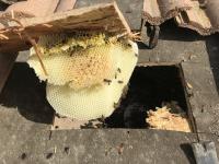 Aliza's Bee Removal Service image 1