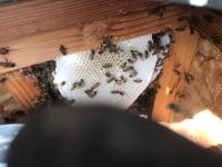 Aliza's Bee Removal Service image 2