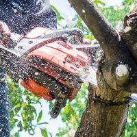 American Tree Cutters, Tree Removal Service Palm  image 3
