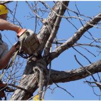 American Tree Cutters, Tree Removal Service Palm  image 4