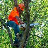 American Tree Cutters, Tree Removal Service Palm  image 5
