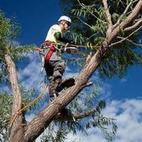 American Tree Cutters, Tree Removal Service Palm  image 6