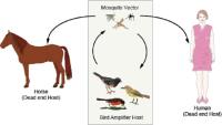 west nile virus structure image 1