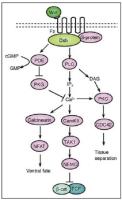 wnt signaling pathway image 1