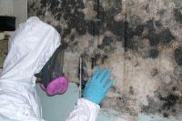 RALEIGH MOLD-Crawl Space Mold Removal Companies  image 2