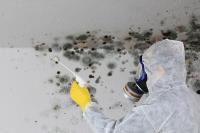 RALEIGH MOLD-Crawl Space Mold Removal Companies  image 3