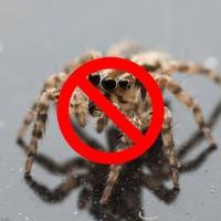 Best Pest & Animal Control image 2