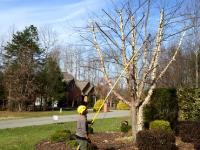 Greensboro Tree Services image 1
