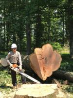 Timber Pros Tree Care image 4