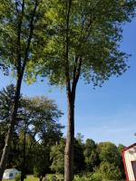 Timber Pros Tree Care image 6