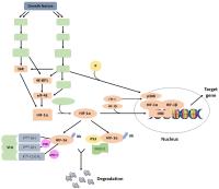 Poly-Caprolactone image 1