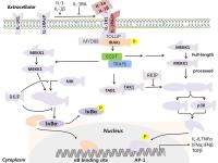 Poly-Lactic-co-Glycolic Acid image 1