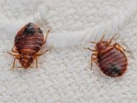 Bed Bugs Heater Rental Price Richmond TX image 1