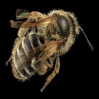 Quality Bug Exterminators image 1