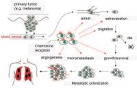 Chemokines and Chemokine Receptors image 1