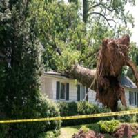 Broomfield Stump Grinding image 2