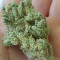 Medical Marijuana 420 image 3