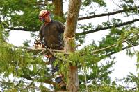 Fred's Tree Service image 1