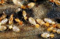 TNT Termite & Pest image 3